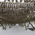 Norvege : ski et morue