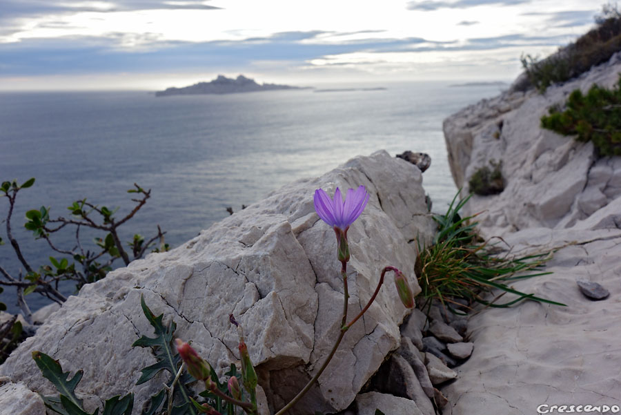 Cancéou Calanques - Cours escalade et stage avec guide sur le site des calanques