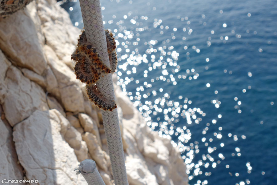 chenille Stage découverte de l'escalade dans le Parc National