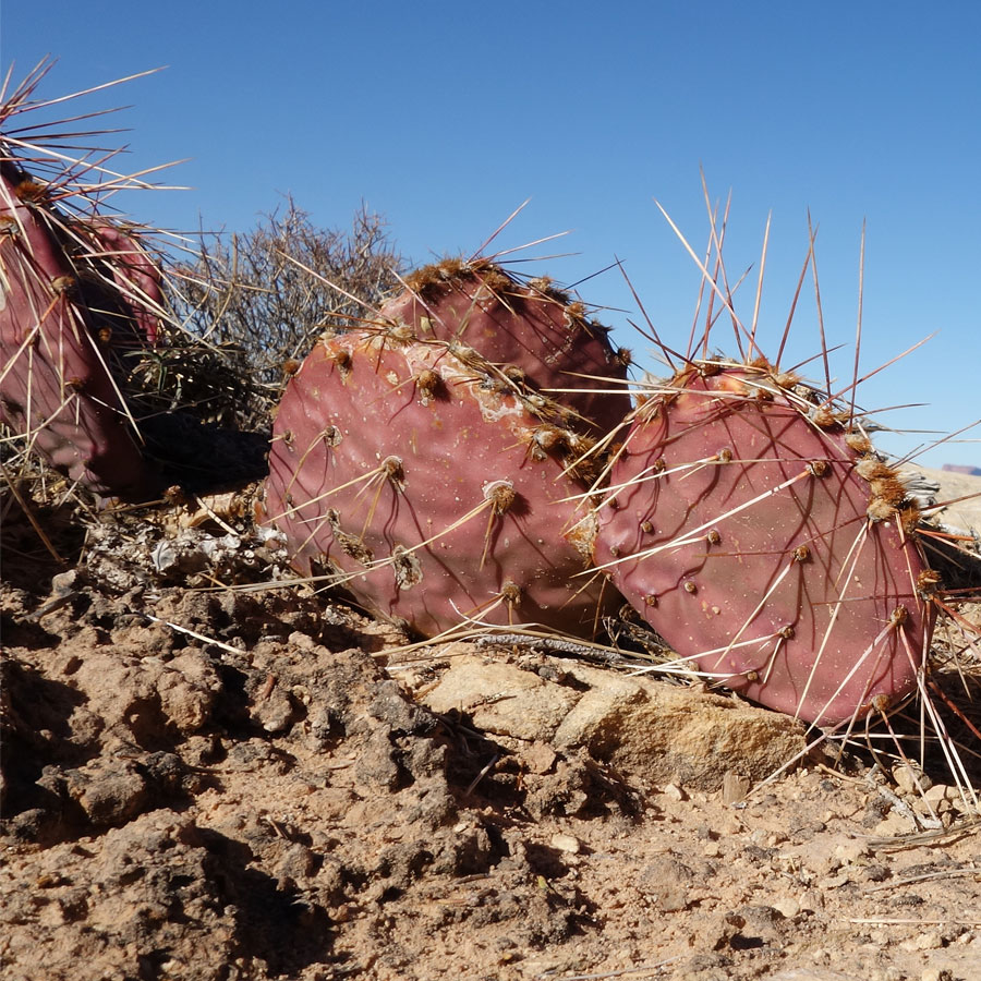 escalade dans le désert, ouest américain