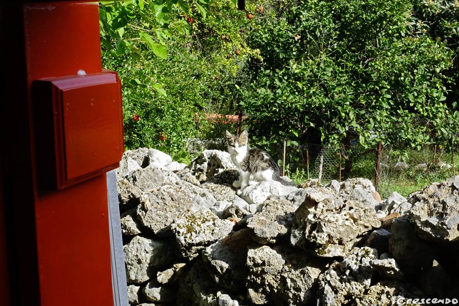 chat Kyparissi, vacances Kyparissi
