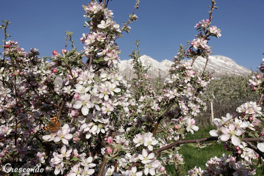 aladaglar bungalow, aladaglar camping, rest house