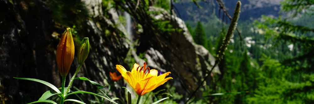 séjour escalade Ailefroide, stage escalade été
